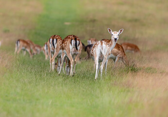 Shot of deer in a field © Katarzyna Kedziora/Wirestock