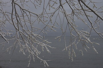 Snowy branches of a tree in winter