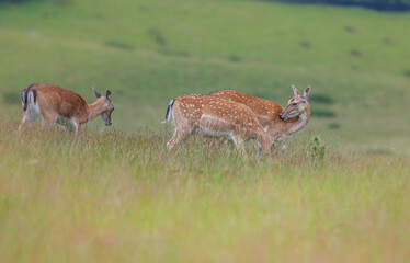 Shot of deer in a field © Katarzyna Kedziora/Wirestock