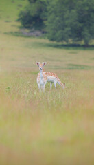 Shot of deer in a field © Katarzyna Kedziora/Wirestock