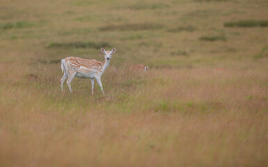 Shot of deer in a field © Katarzyna Kedziora/Wirestock