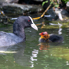Closeup of a Eurasian coot with a chick. ZSL Whipsnade Zoo, Bedfordshire, England.