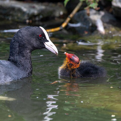 Closeup of a Eurasian coot with a chick. ZSL Whipsnade Zoo, Bedfordshire, England.