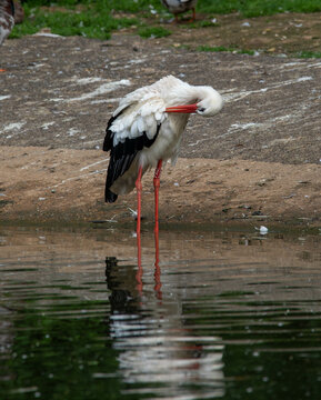 Vertical closeup of a white stork grooming itself. ZSL Whipsnade Zoo, Bedfordshire, England.