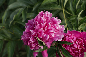 Pink Peony Blooming in the Garden
