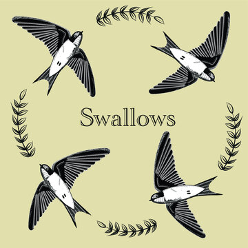 bird pencil sketch drawing swallows flying vintage art illustration
