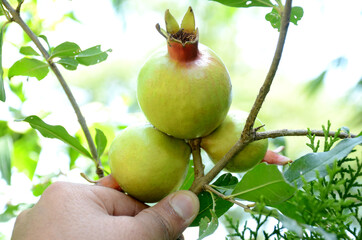 closeup green ripe pomegranate hold hand with leaves over out of focus green brown background.