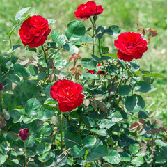 Rose Europeana - profusely blooming floribunda blooms in semi-double or double cupped rosettes about 7-8 cm in diameter, very pure red.