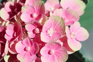 Naklejka na ściany i meble pink Hydrangea flowers
