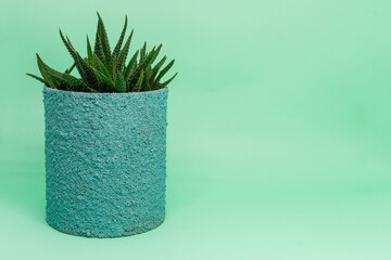 Small turquoise potted plant, succulent or cactus isolated on light green background. Space to enter text, logo, etc.