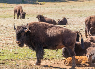 An adult bison stands with its herd in northern Arizona near the Grand Canyon's north rim. © Laurel