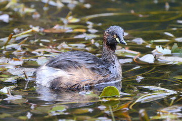 Australasian Grebe on reedy pond