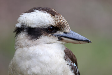 Close up of Laughing Kookaburra