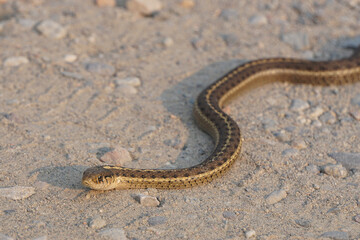 common garter snake on dirt road - obrazy, fototapety, plakaty