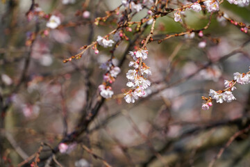 冬に咲く妙蓮寺の御会式桜