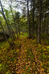 Obraz premium Sikhote-Alin Biosphere Reserve. Far Eastern autumn taiga. Ecological hiking trail in a dense autumn forest.
