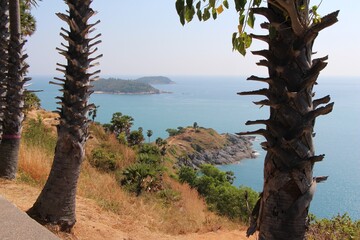 trees on the beach