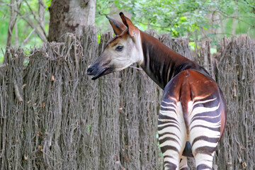 Okapi ( Okapia johnstoni ).