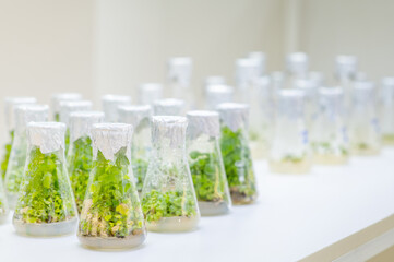 Test tubes with different plants in laboratory, closeup. University lab exploring new methods of plant breeding, Alternative green herb medicine, Natural skin care beauty products, Laboratory and deve