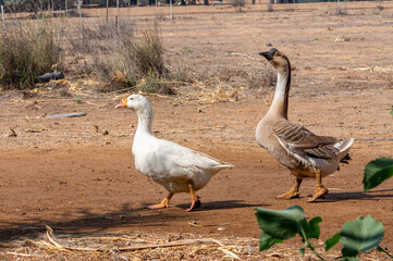 GOOSE & WHITE PEKIN