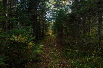 Obraz premium Sikhote-Alin Biosphere Reserve. Far Eastern autumn taiga. Ecological hiking trail in a dense autumn forest.