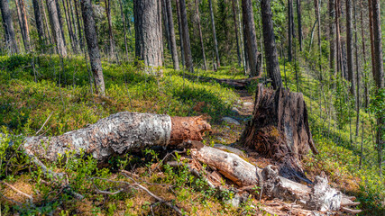 Stump from a tree on a trail in a beautiful taiga forest. Travel beyond the Arctic Circle.