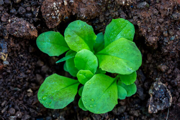 young plant of Lettuce (Lactuca sativa)