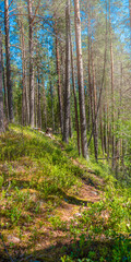 The nature of the taiga. Beautiful summer forest landscape with fir trees. Vertical format.