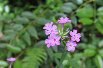Garden phlox at Smithgall Woods State Park in Georgia