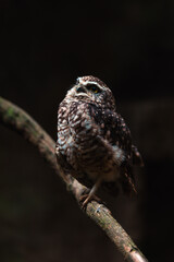 Burrowing owl (Athene cunicularia)