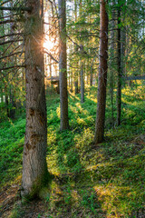 Fototapeta premium The sun is peeping out from behind the trees. Summer evening landscape of taiga with pines and birches. Romantic mood.