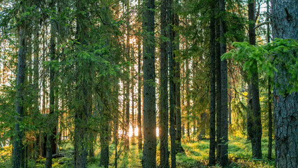 Summer evening landscape of taiga with pines and birches. The sun is peeping out from behind the trees. Romantic mood.