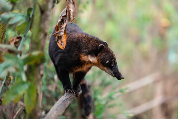 South American coati (Nasua nasua)