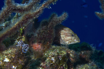 Closeup of Giant grouper behind corals.