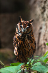 Stygian owl (Asio stygius)