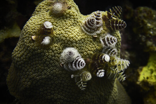 Closeup of Serpulidae tube worms. Underwater life.