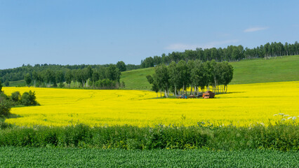 Yellow fields of flowering rapeseed, green meadows and trees, blue sky. Agricultural machinery in the distance. Rural scene