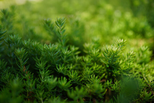 Closeup of green bryopsida plants