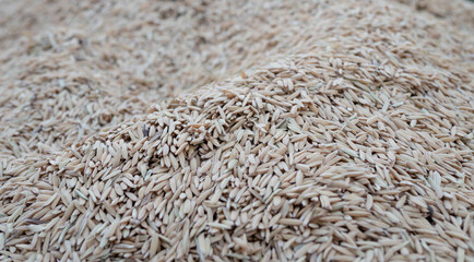 background and texture of paddy