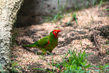 Red-masked parakeet (Psittacara erythrogenys)
