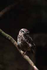 Burrowing owl (Athene cunicularia)