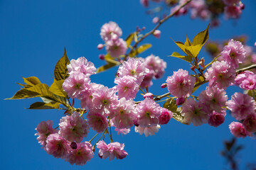 Pink sakura cherry blossoms branch in spring season in Japan. Pink flowers on tree branch. Japan cherry. Sakura flowers close up.