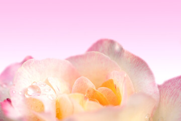 Obraz na płótnie Canvas Close-up rose flowers on the pink background