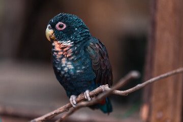 blue and yellow macaw