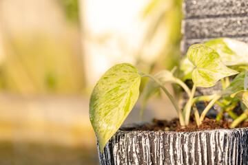 Spotted betel plant in a clay pot with sunlight.