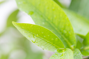 Waterdrops on the green leaves with blurred background