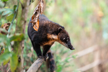 South American coati (Nasua nasua)