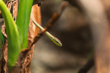 Oxybelis brevirostris