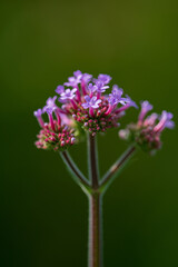 Verbena bonariensis in the garden