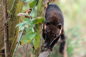 South American coati (Nasua nasua)